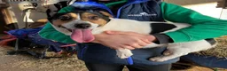 Jack Russell dogs for sale: 6 year old jack Russell girl - Advert 4