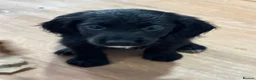 Cocker Spaniel dogs for sale: Beautiful Cocker Spaniel Puppies - Advert 22