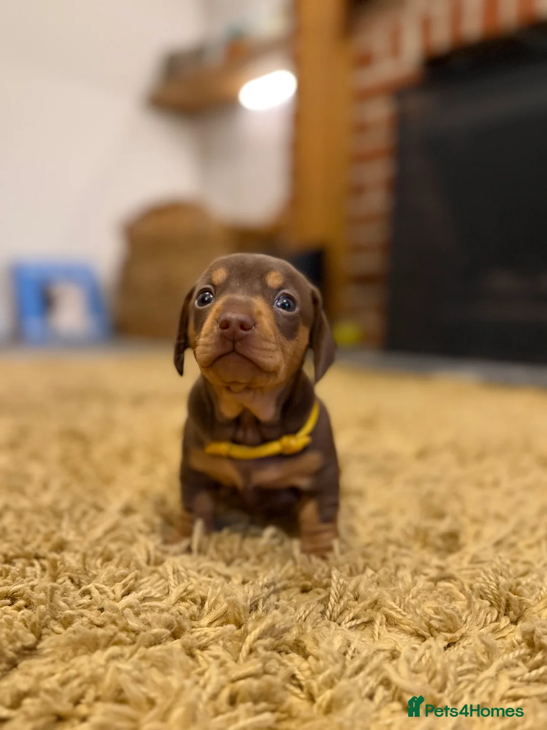 Miniature Dachshund dogs for sale: KC Miniature Dachshund puppies for sale  in Colchester - Advert 10
