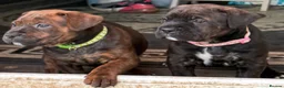 Mixed Breed dogs for sale: ❣️READY NEXT WEEK❣️Cane Corso cross ❣️ - Advert 11