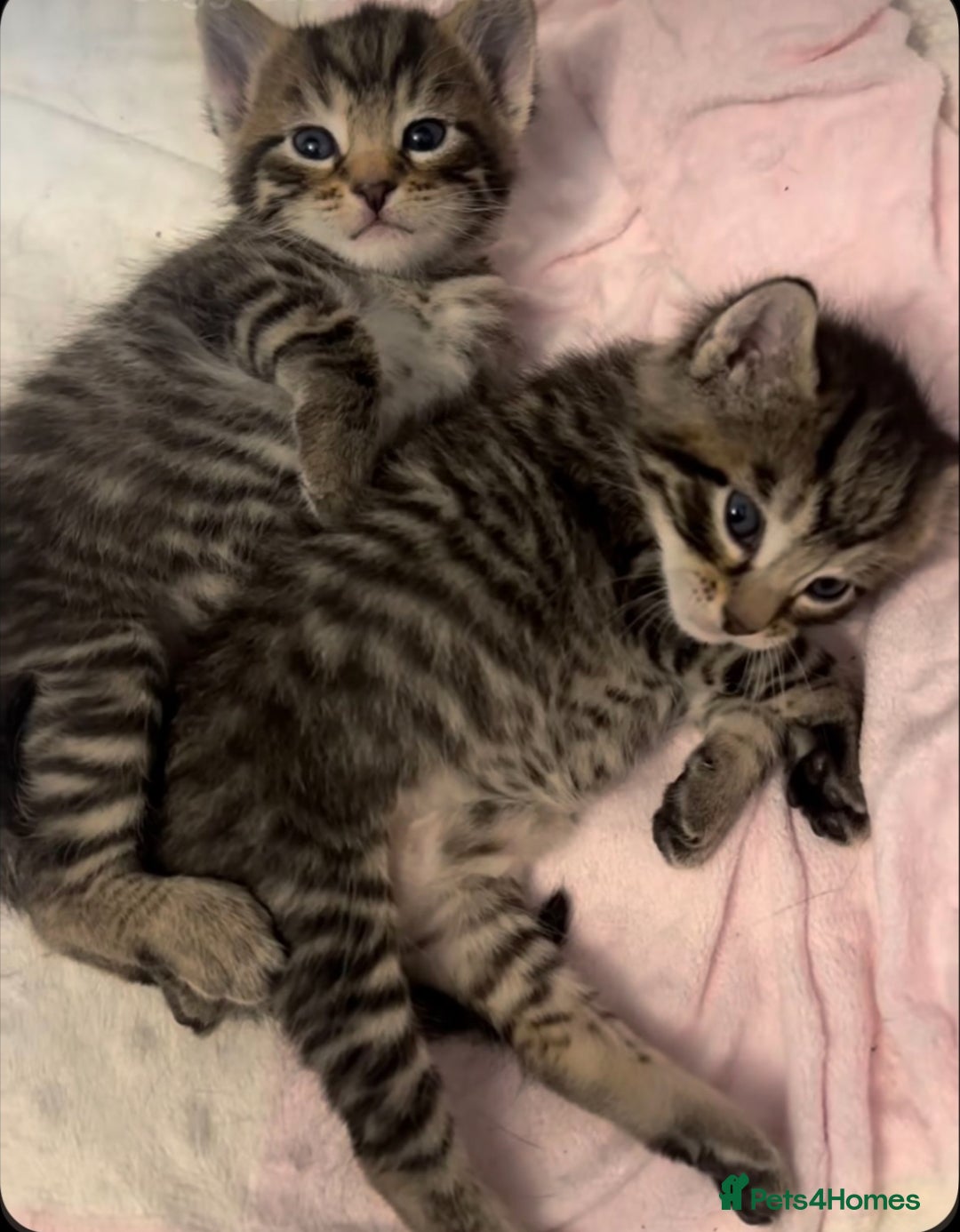 Mixed Breed cats for sale: Adorable tabby kittens 8 weeks old - Image 1