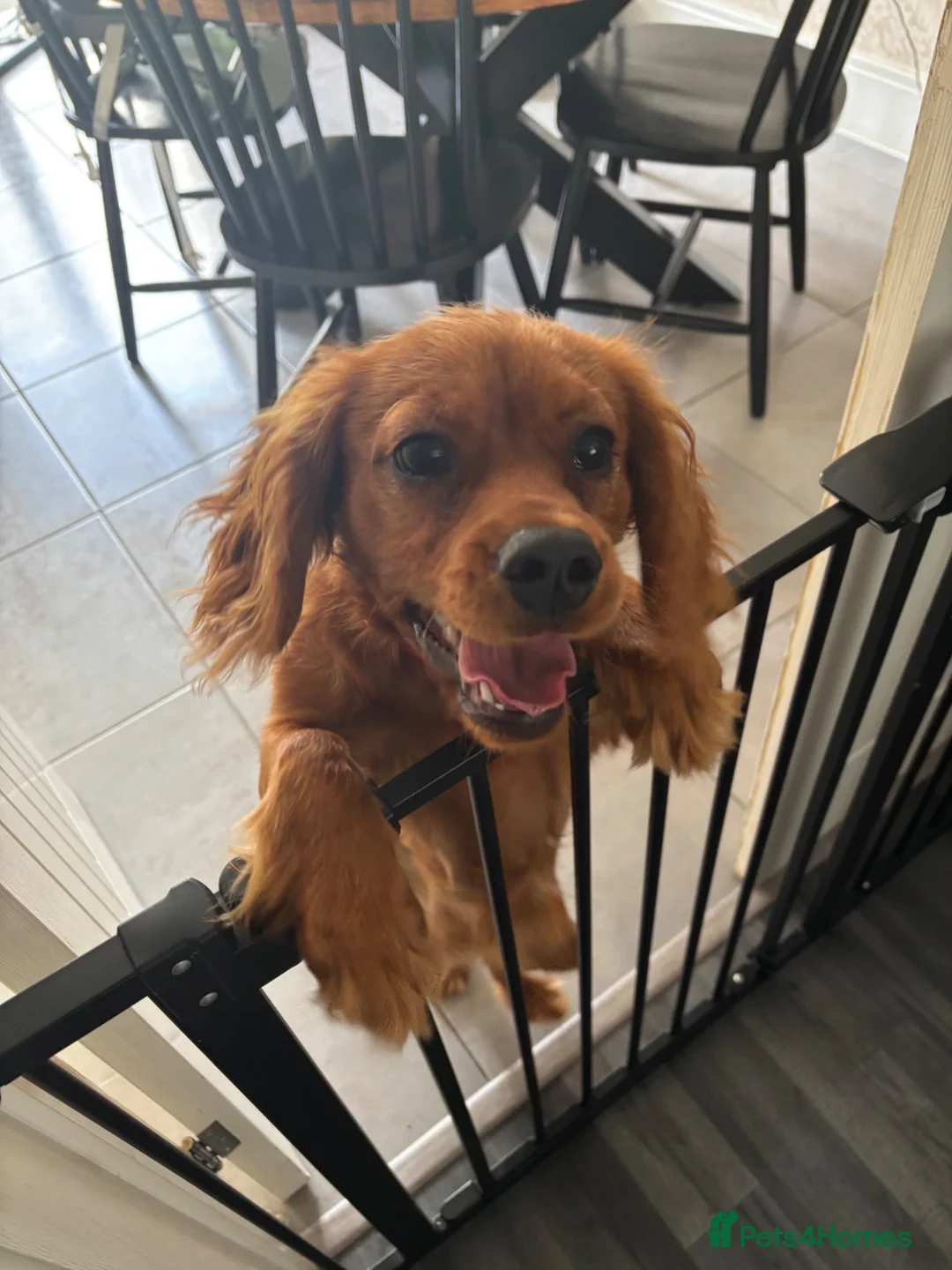 Cavalier King Charles Spaniel dogs for sale: 6 month old cavalier King Charles  in Dover - Advert 2