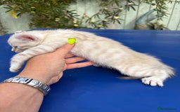 Keetso cats for sale: Gob smacking curled eared polydactyl male  - Image 12
