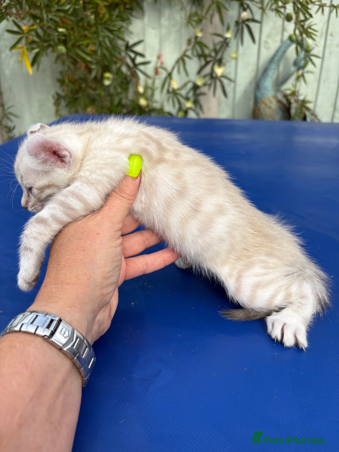 Keetso cats for sale: Gob smacking curled eared polydactyl male  - Image 12