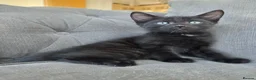 Mixed Breed cats for sale: 2 beautiful male kittens left - Advert 5