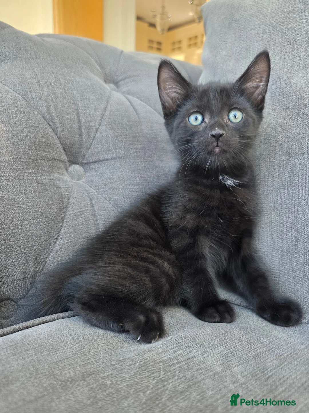 Mixed Breed cats for sale: 2 beautiful male kittens left - Advert 5