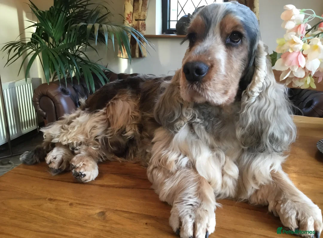 Cocker Spaniel dogs for sale: 🧡🐾🧡Beautiful Cocker Spaniel Puppies coming soon - Advert 2