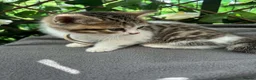 British Shorthair cats for sale:  britishshort x kittens - Advert 8