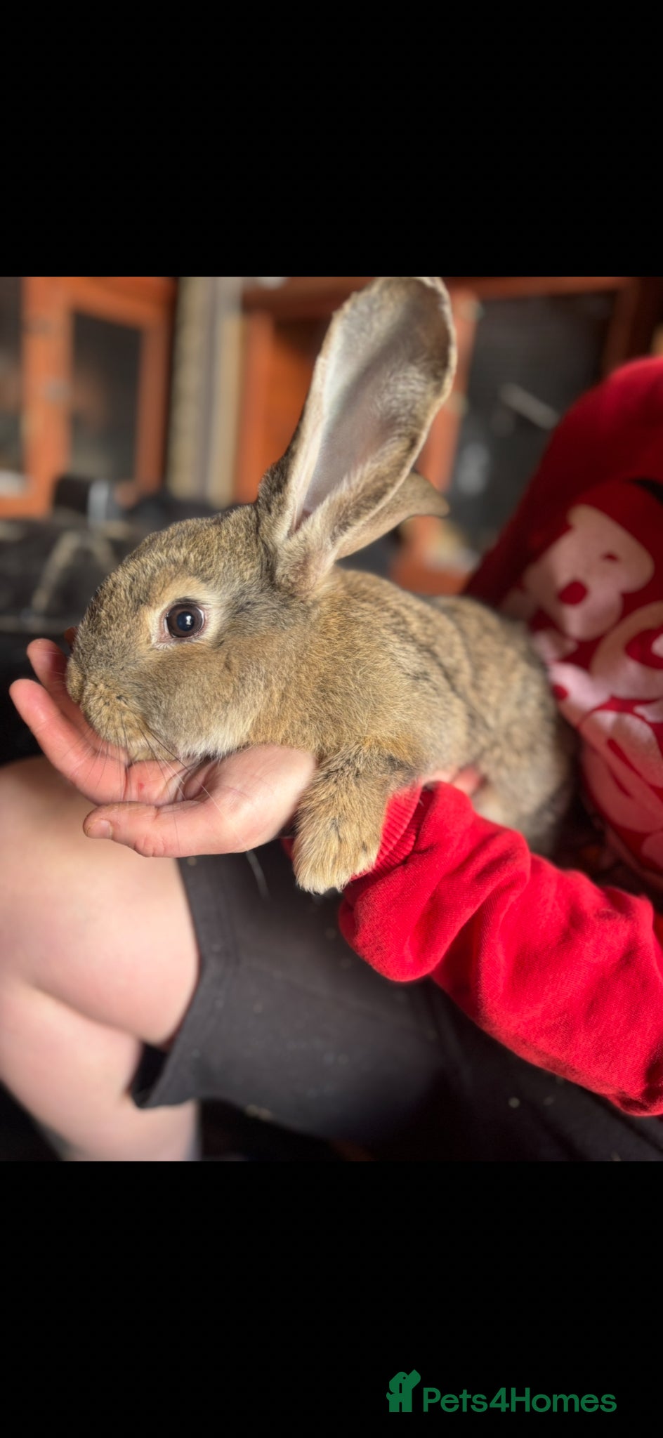 Continental Giant rabbits Mixed continental Giants  - Advert 1