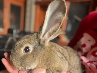 Continental Giant rabbits Mixed continental Giants - Advert 1