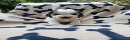 Cocker Spaniel dogs for sale: Beautiful Show Cocker Spaniels! - Advert 4