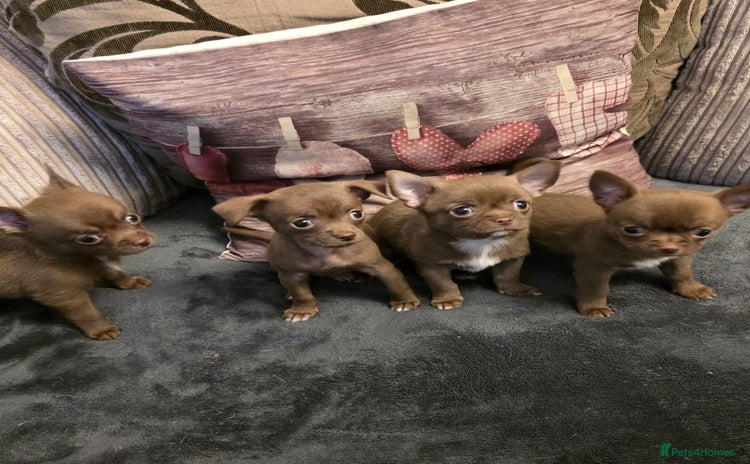Chihuahua dogs - Advert 1