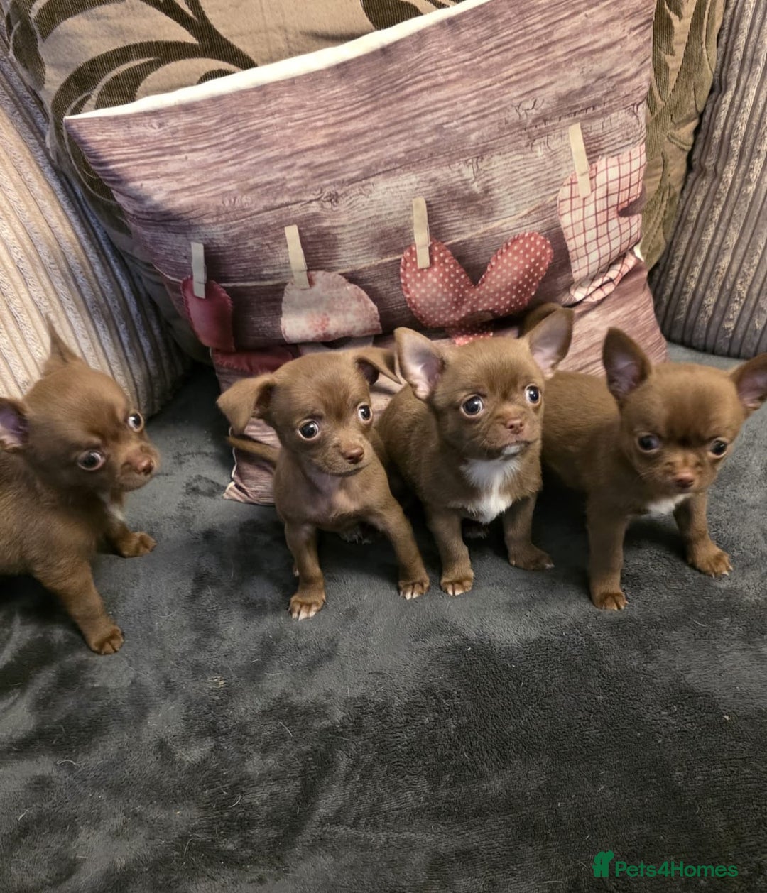 Chihuahua dogs for sale: Stunning Chocolate Chihuahua Puppies 🐶 - Image 1