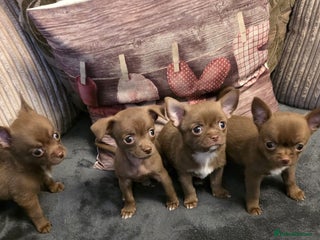 Chihuahua dogs - Advert 3