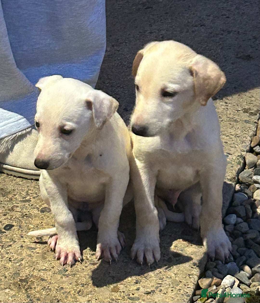 Lurcher dogs for sale: Beautiful litter of Lurcher puppies  - Advert 5