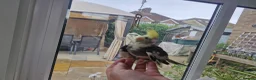 Cockatiels birds for sale: Baby cockatiels  - Advert 8