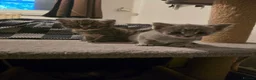 Mixed Breed cats for sale: Beautiful Mixed Ragdoll & Tabby Kittens for Sale - Advert 4