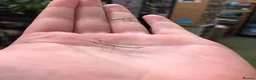Stick Insects invertebrates for sale: Indian Stick Insects - Adults, Nympths and Eggs - Advert 3