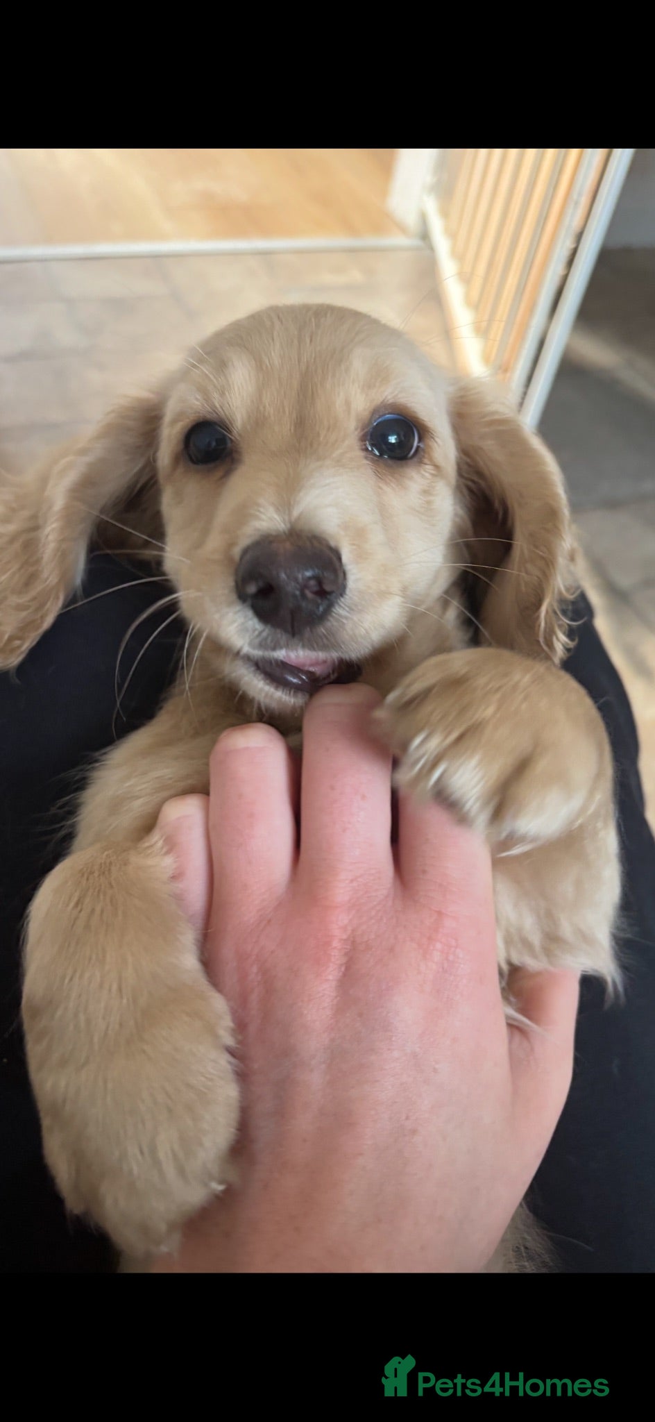 Miniature Dachshund dogs Cream Dachshunds  - Advert 13