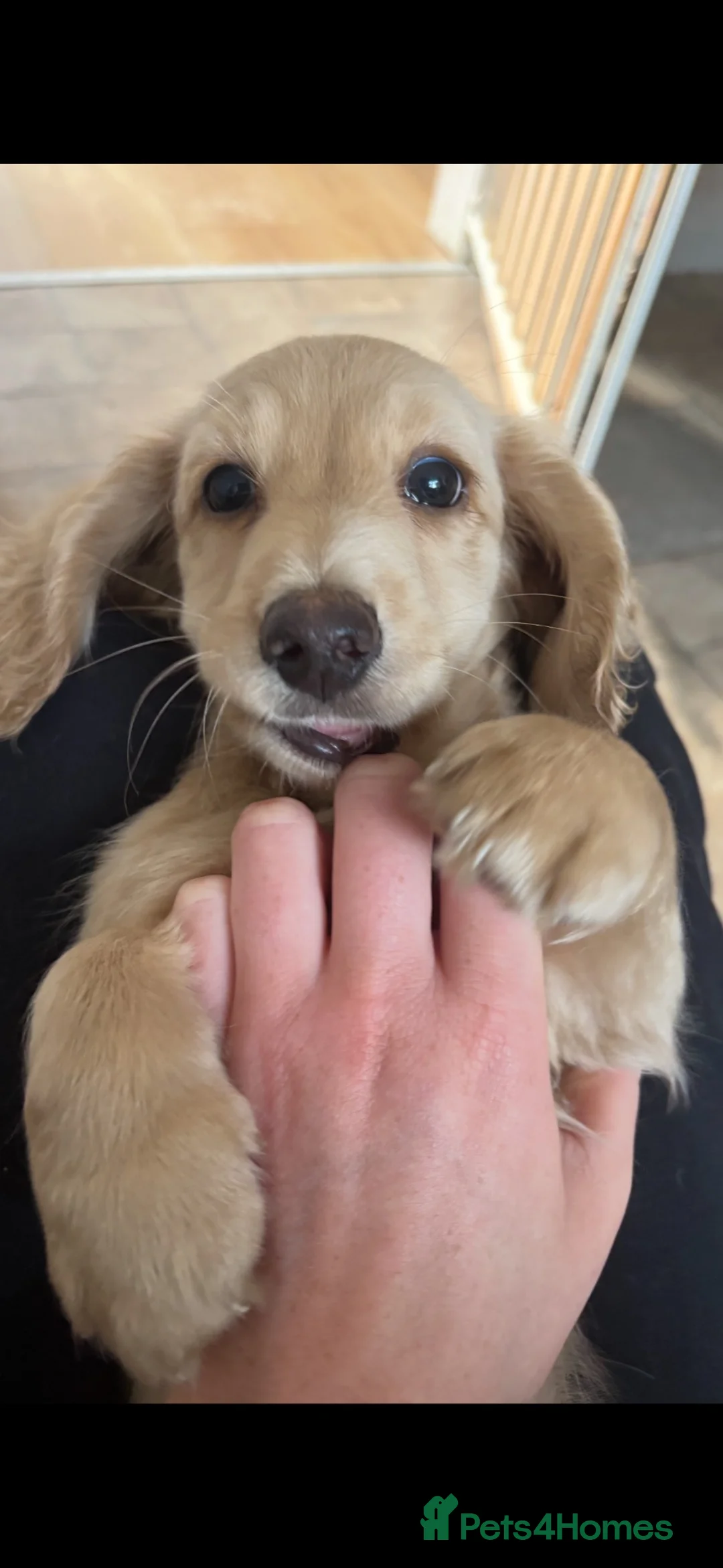 Miniature Dachshund dogs for sale: Cream Dachshunds  - Advert 1