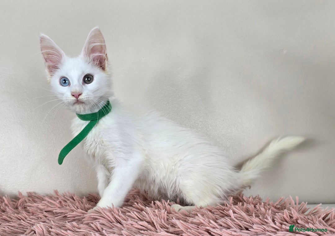 Maine Coon cats for sale: Ready now - TICA MaineCoon Kittens - Image 11