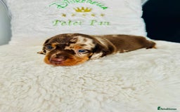 Miniature Dachshund dogs for sale: Outstanding Litter 5 Star Breeder ⭐️⭐️⭐️⭐️⭐️ - Image 9