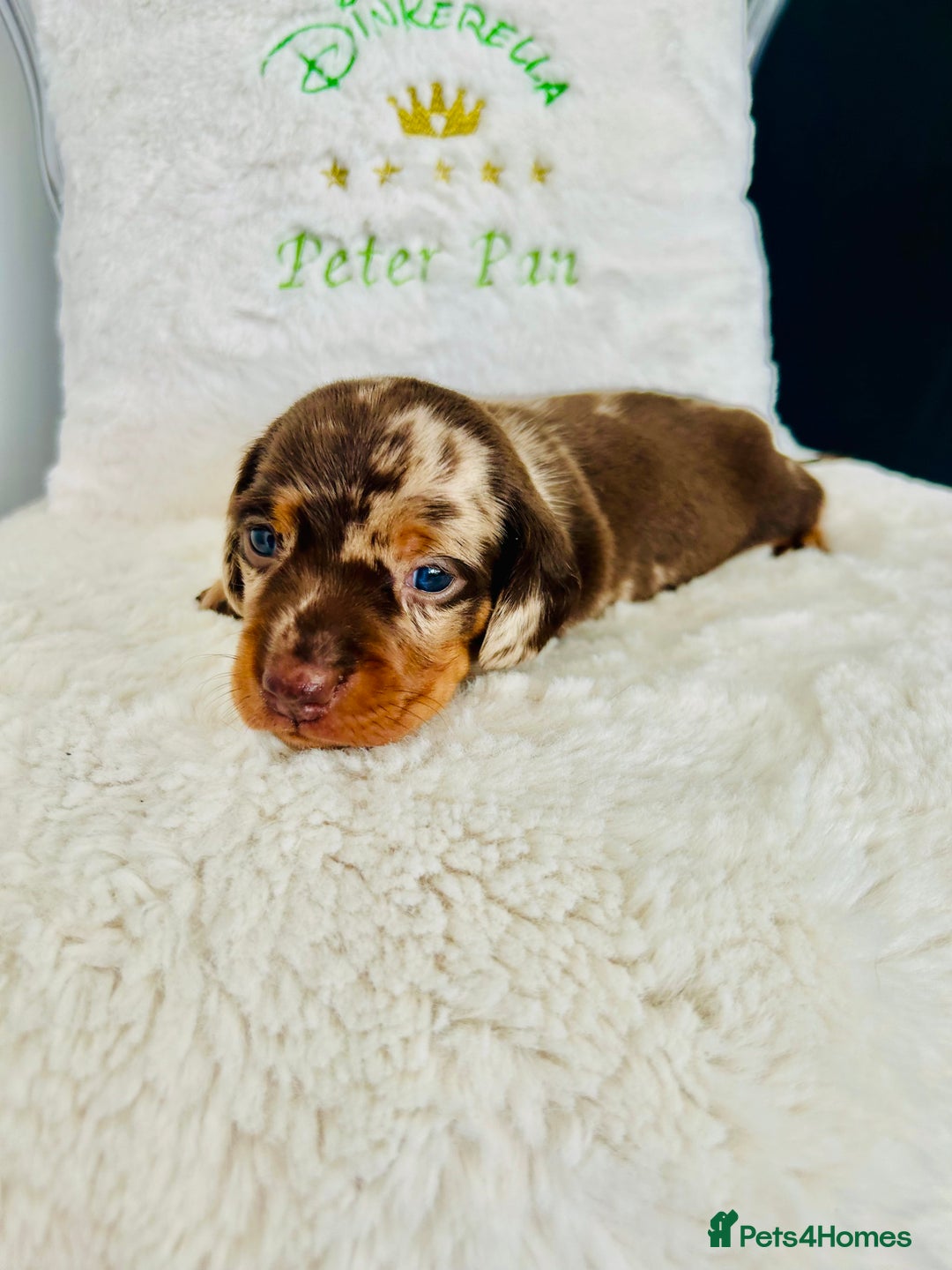 Miniature Dachshund dogs for sale: Outstanding Litter 5 Star Breeder ⭐️⭐️⭐️⭐️⭐️ - Image 9