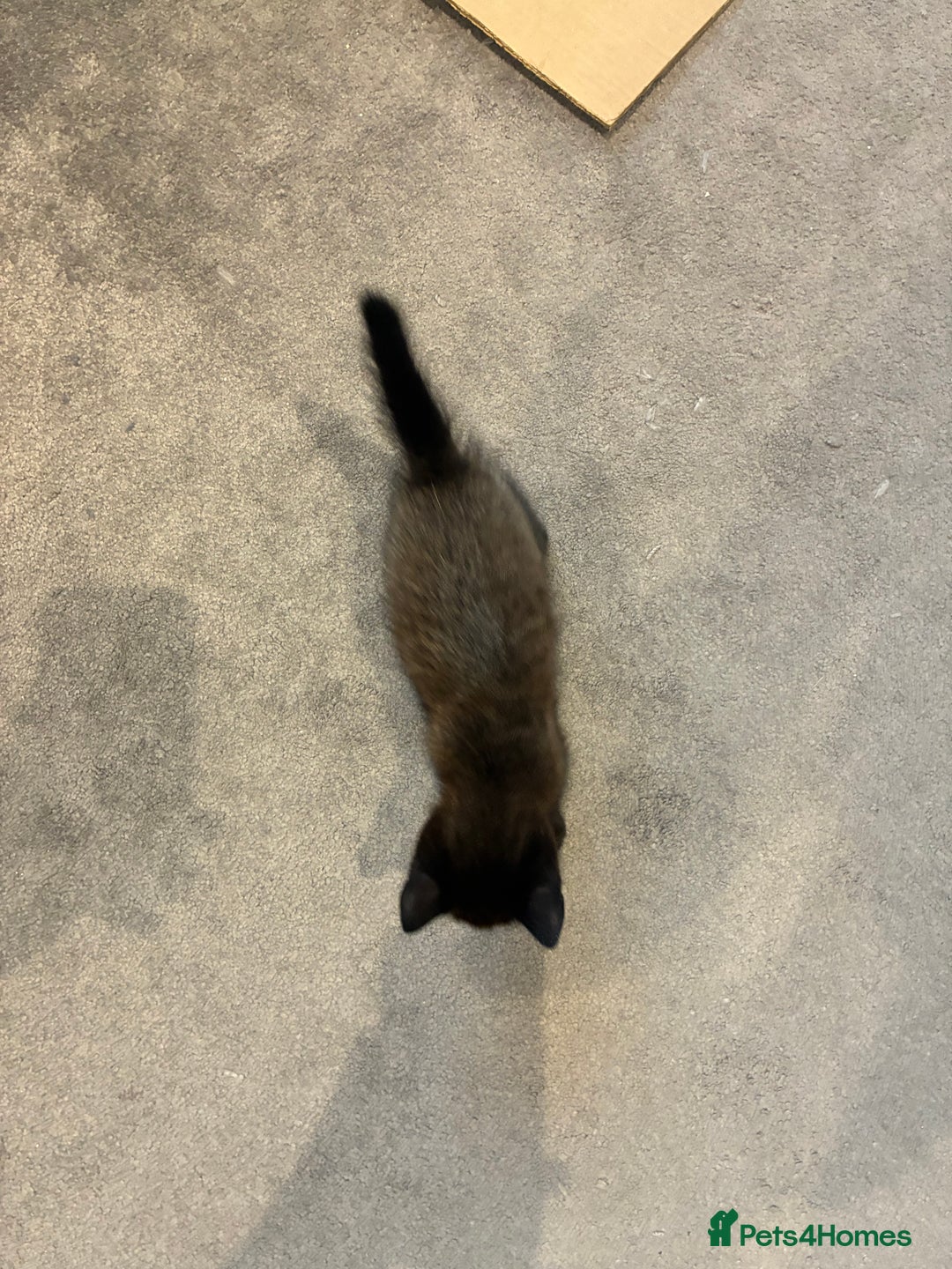 British Shorthair cats for sale: 🐾 British Shorthair Kittens 🐾 - Image 15