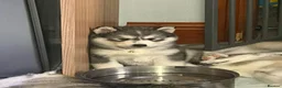 Siberian Husky dogs for sale: Stunning husky pups  - Advert 37
