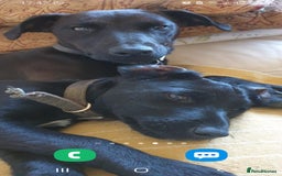 Patterdale Terrier dogs for sale: Super cute little girl, ready for forever home - Advert 6