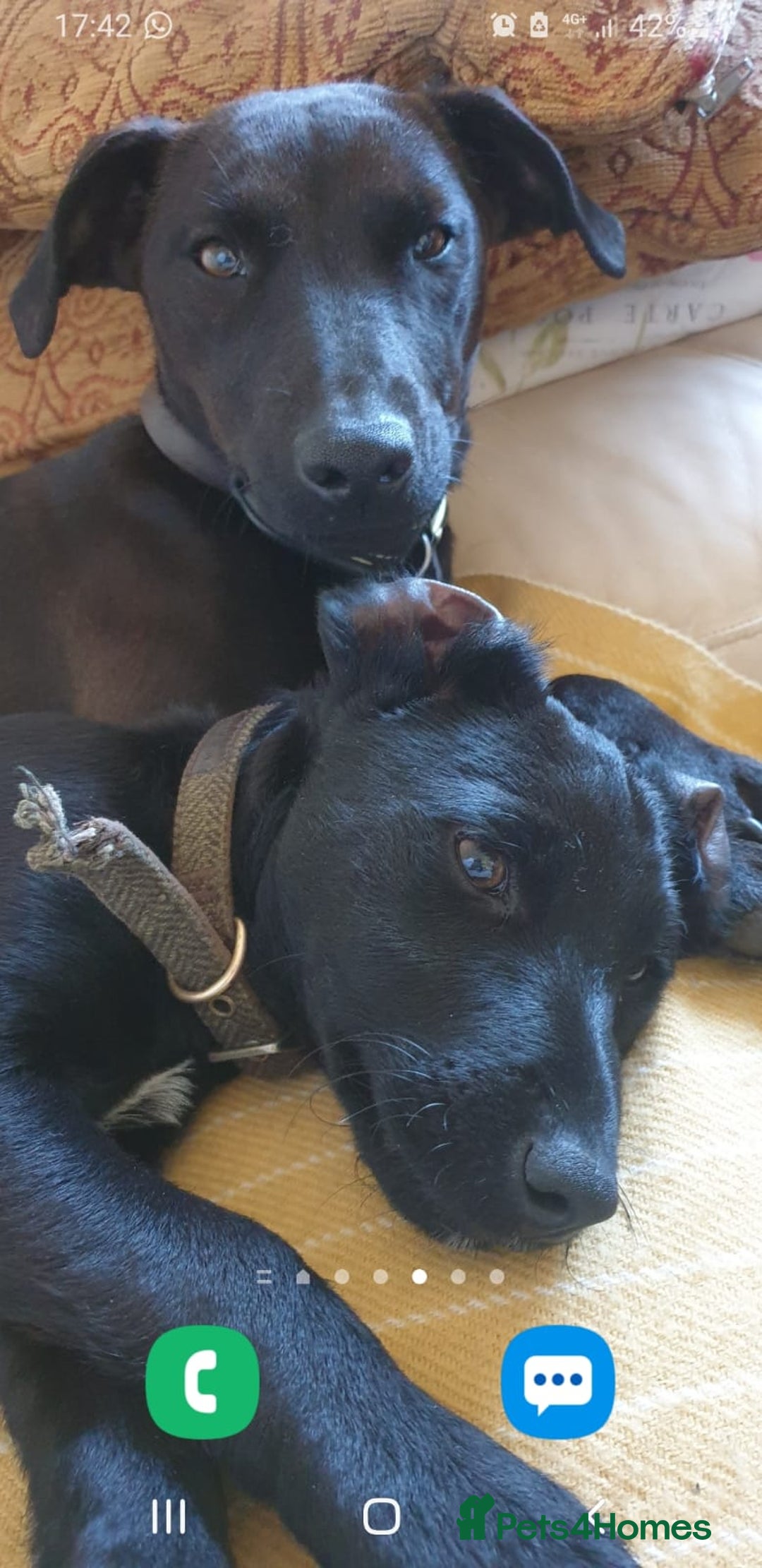 Patterdale Terrier dogs for sale: Super cute little girl, ready for forever home - Advert 6