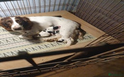 Cocker Spaniel dogs for sale: Blue roan cocker spaniel puppies. - Image 9