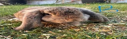 Mini Lop rabbits for sale: Mini Lop Rabbits For Sale  - Advert 15