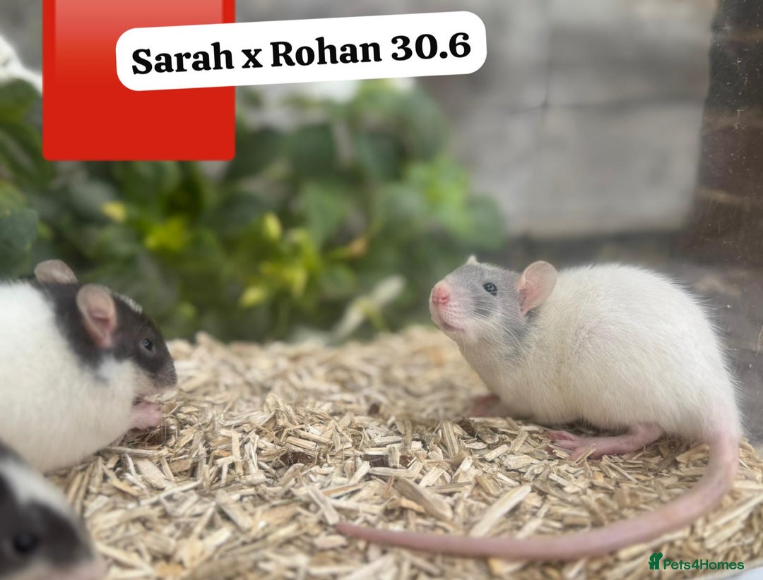 Rat rodents for sale: Baby and young rats ready now. Sheffield - Image 31