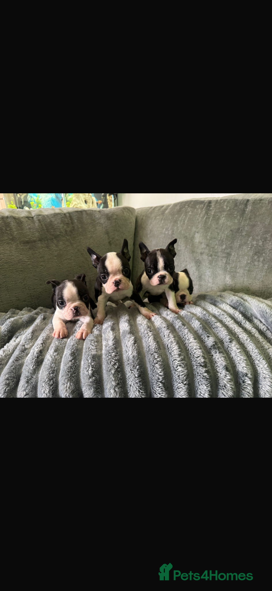 Boston Terrier dogs Kc reg Stunning full collar Boston terriers  - Advert 9