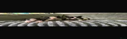 Boston Terrier dogs for sale: Kc reg Stunning full collar Boston terriers  - Advert 1