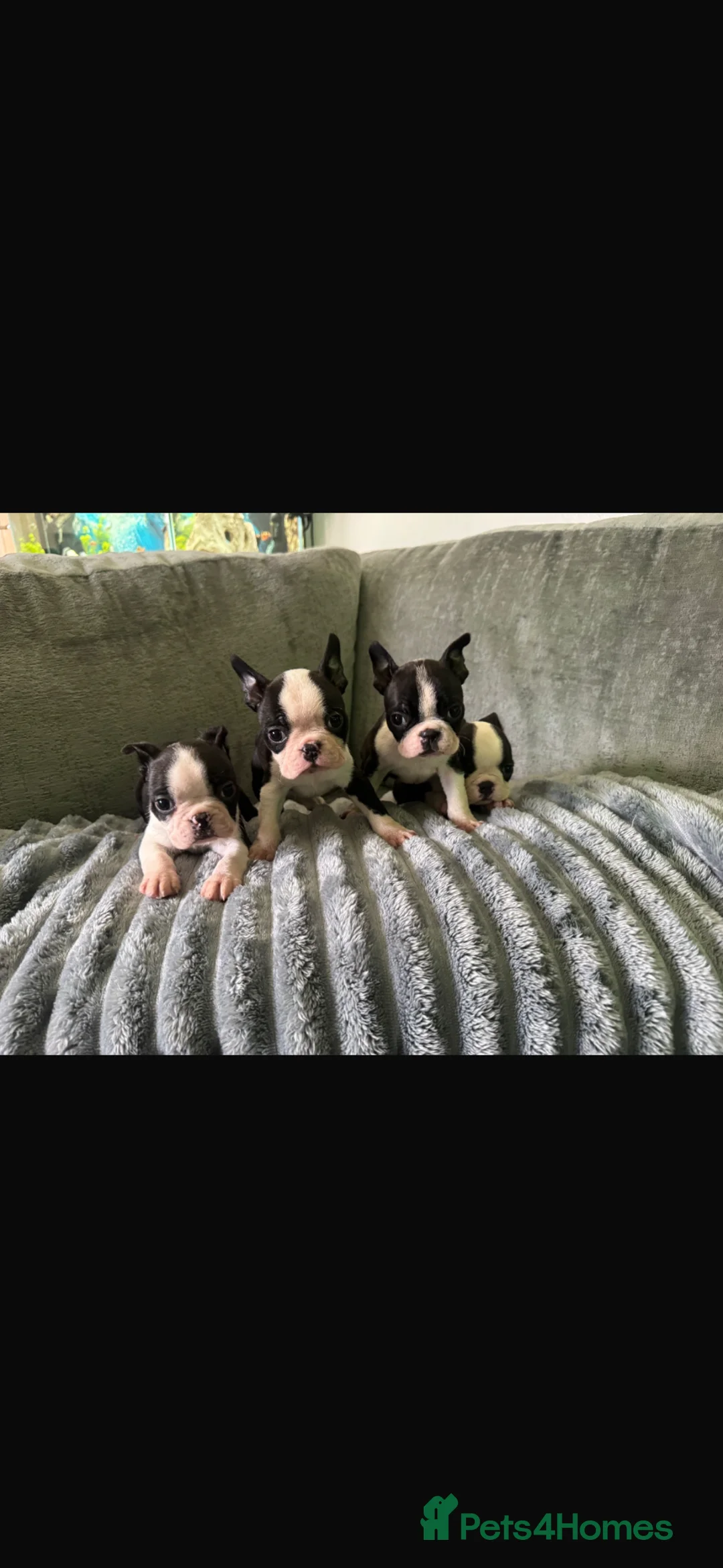 Boston Terrier dogs for sale: Kc reg Stunning full collar Boston terriers  - Advert 1