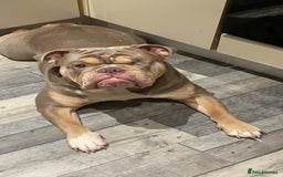 English Bulldog dogs for sale: Lilac & Tan English Bulldog 3 Yr Old MALE - Image 20