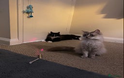Ragdoll cats for sale: Two Ragdolls. Mom and Son. Ready for new home. - Image 26