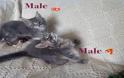 Maine Coon cats for sale: Beautiful pedigree maine coons, open to offers - Image 2