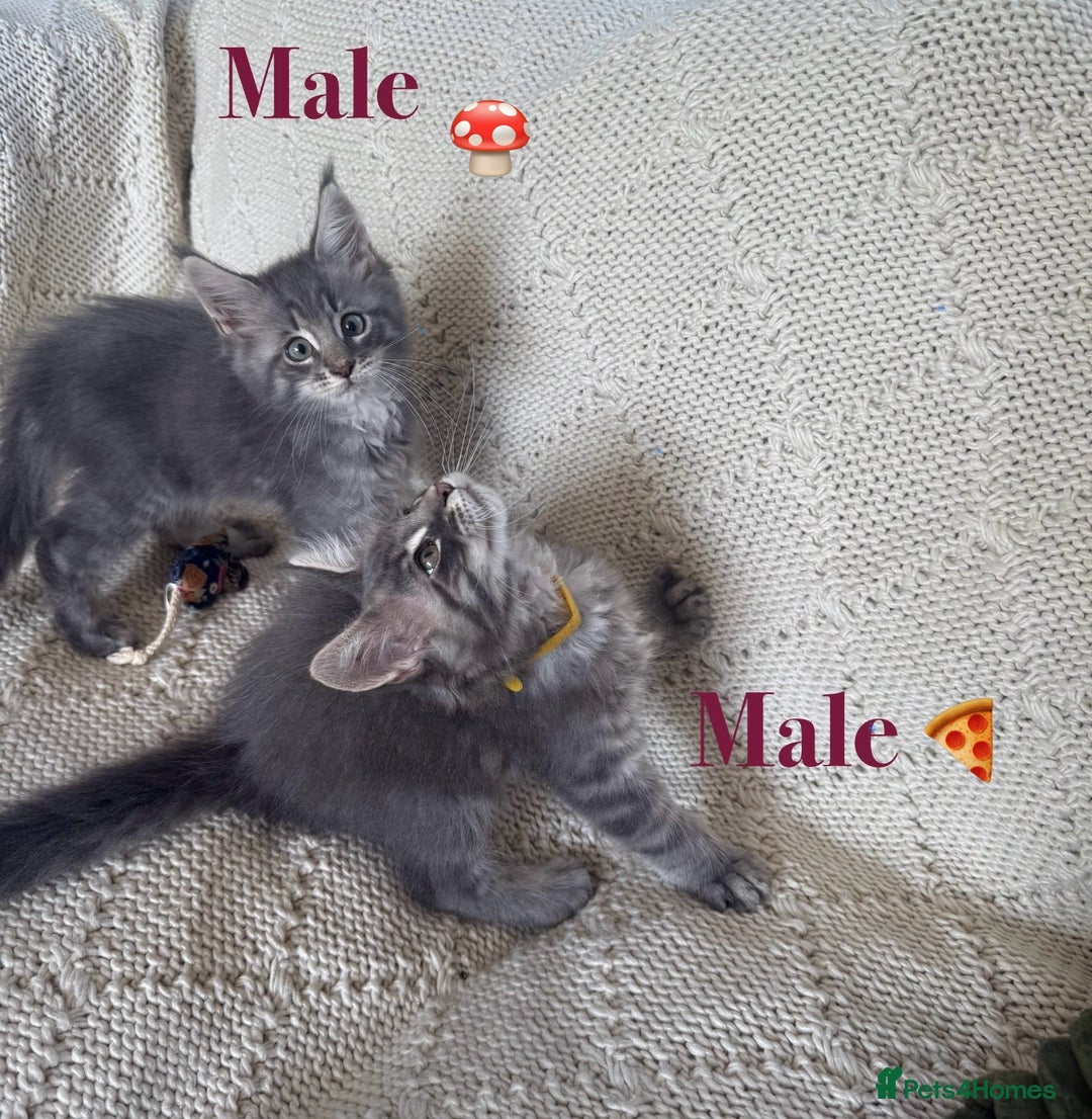 Maine Coon cats for sale: Beautiful pedigree maine coons, open to offers - Image 2