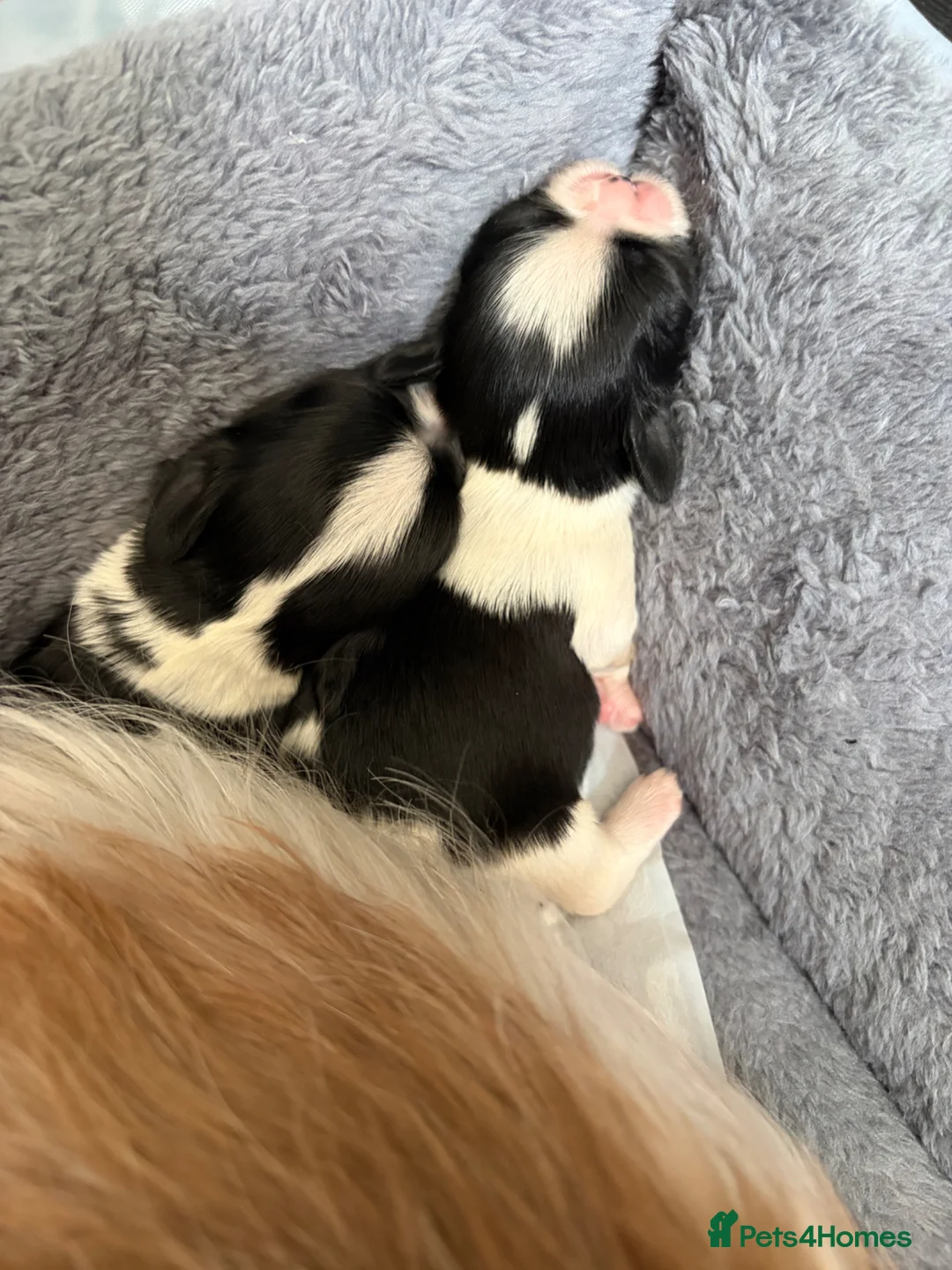 Shih Tzu dogs for sale: Beautiful Shih Tzu puppies  in Sutton - Advert 11