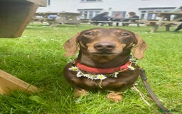 Miniature Dachshund dogs for sale: *READY NOW! 2 STUNNING KC REG MINI DACHSHUND BOYS* - Image 9