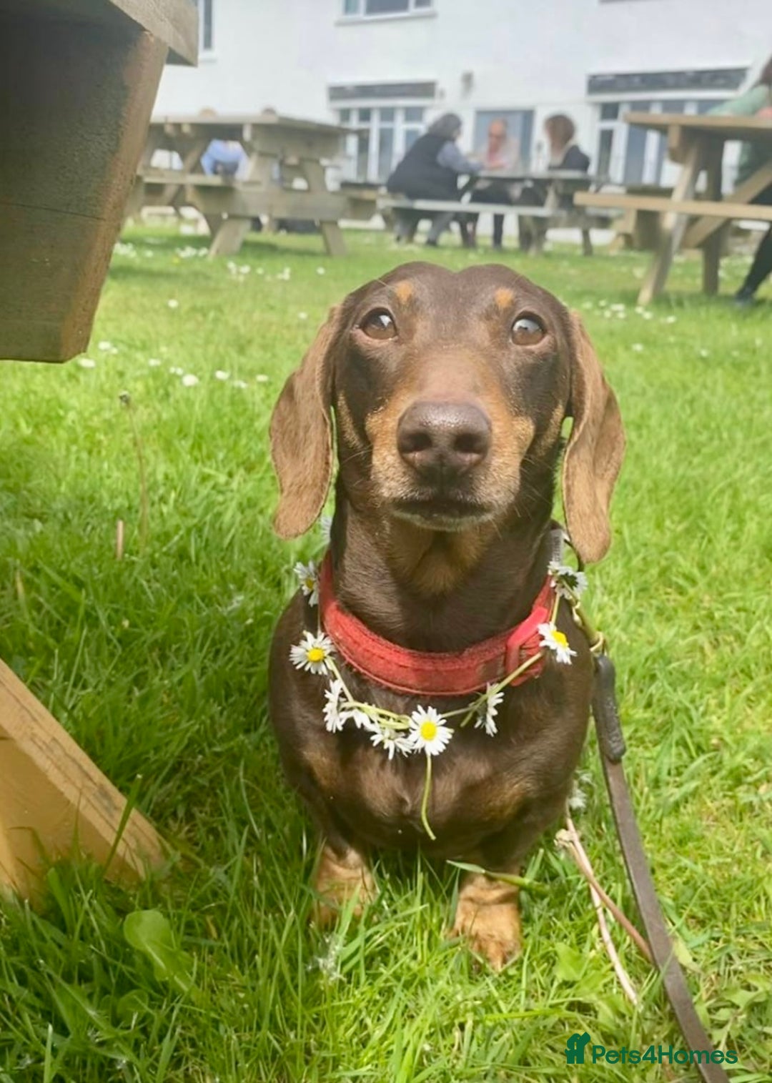 Miniature Dachshund dogs for sale: *READY NOW! 2 STUNNING KC REG MINI DACHSHUND BOYS* - Image 9