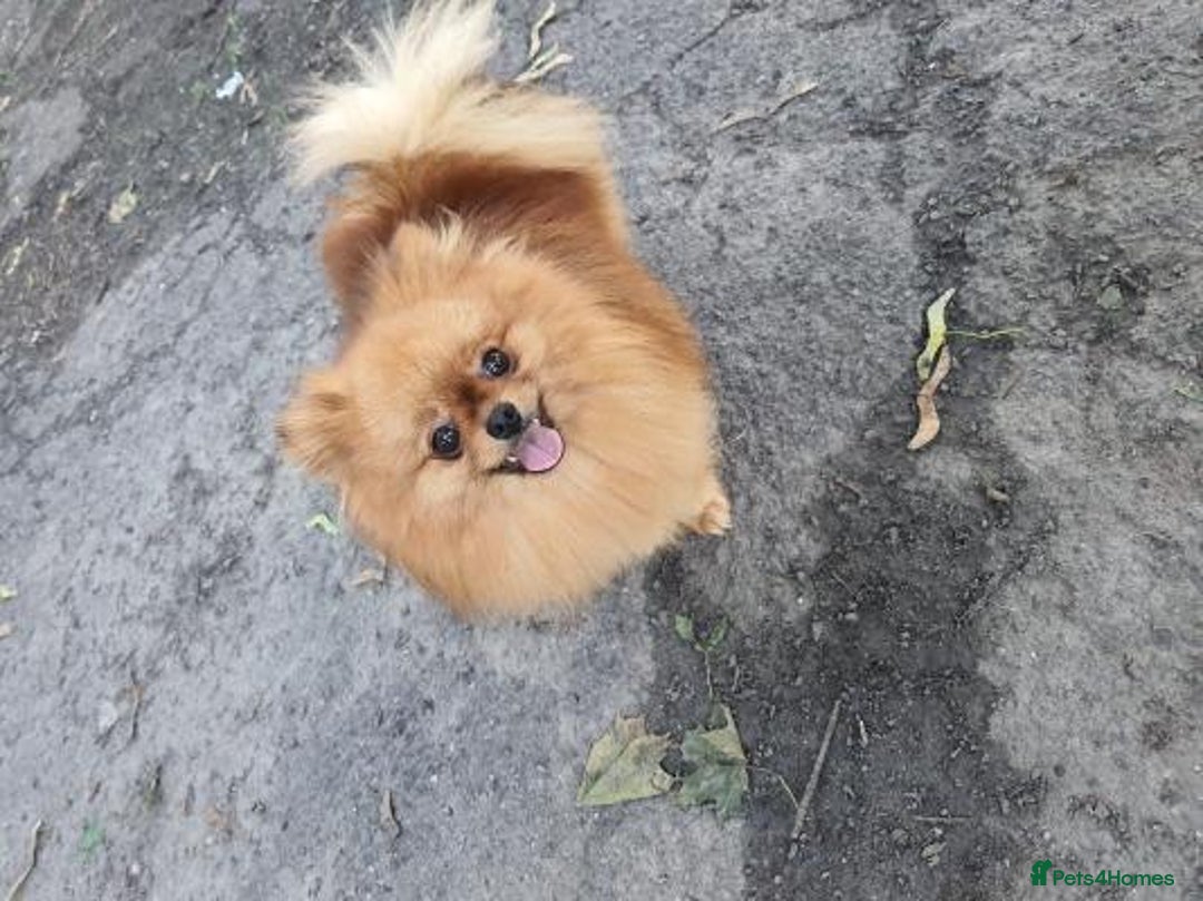 Pomeranian dogs for sale: intelligent pomeranian - Advert 4