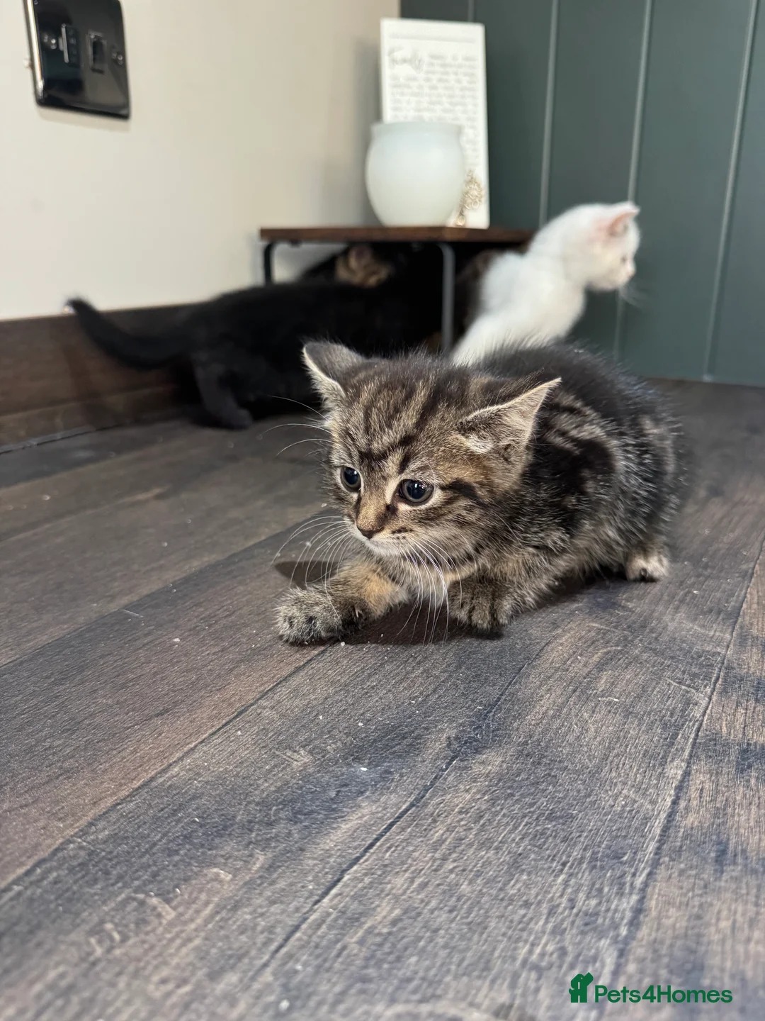 Mixed Breed cats for sale: Kittens for sale  - Advert 2