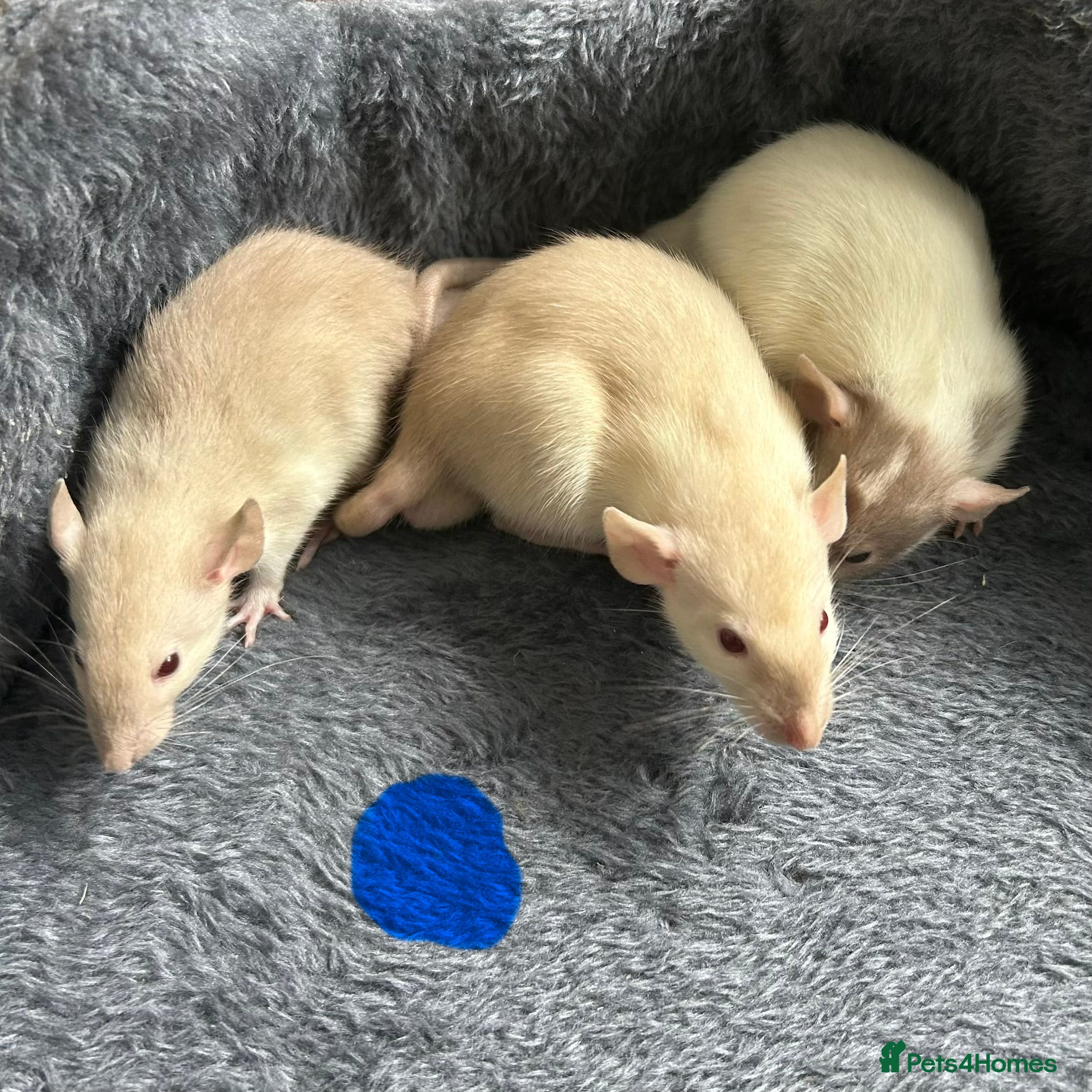 Rat rodents Baby dumbo rats for sale  - Advert 2
