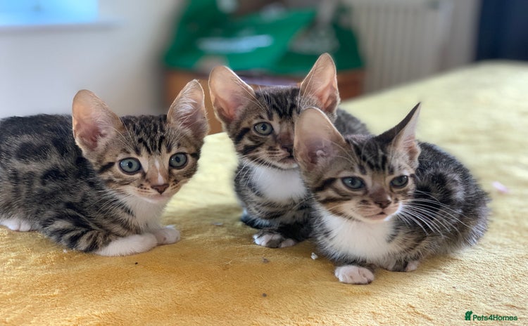 Bengal cats - Advert 2