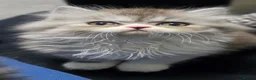 Persian cats for sale: 5 Beautiful Purebred Persian KittensREADY TO LEAVE - Advert 31