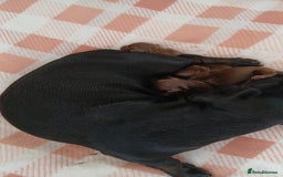 Miniature Dachshund dogs for sale: Miniature dashhounds  - Advert 4